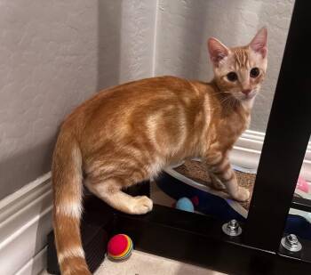 Zangoose - Pokémon Litter -  Domestic Short Hair Cat for Adoption in Anthem, Arizona - Zangoose - Pokémon Litter | PetCurious