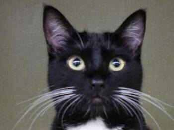 Tommi -  Tuxedo and Domestic Short Hair Cat for Adoption in Butte, Montana - Tommi | PetCurious