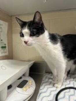 Maleki -  Domestic Short Hair Cat for Adoption in Manitowoc, Wisconsin - Maleki | PetCurious