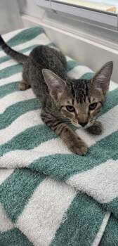 Big Bird -  Domestic Short Hair Cat for Adoption in Venice, Florida - Big Bird | PetCurious