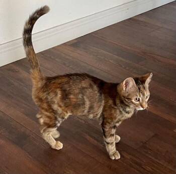 Celeste -  American Shorthair and Domestic Short Hair Cat for Adoption in Richardson, Texas - Celeste | PetCurious