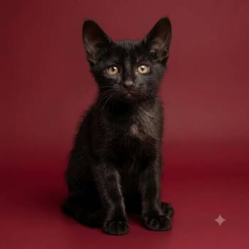 New York -  Domestic Short Hair Cat for Adoption in Yankton, South Dakota - New York | PetCurious