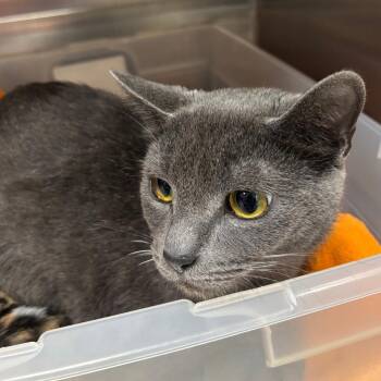 Domestic Short Hair Cats Available for Adoption in Birmingham, Alabama - Liesl | PetCurious