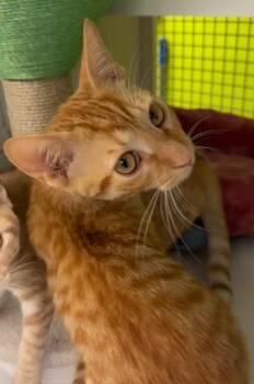 Louie -  Domestic Short Hair Cat for Adoption in Fort Myers, Florida - Louie | PetCurious