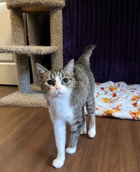 Tatiana -  Domestic Short Hair Cat for Adoption in Hartville, Ohio - Tatiana | PetCurious