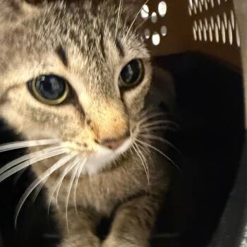 Domestic Short Hair Cats Available for Adoption in Greenville, South Carolina - Spanky | PetCurious