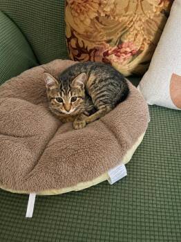 Jojo -  Domestic Short Hair Cat for Adoption in Rio Linda, California - Jojo | PetCurious