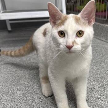 Fletch -  Domestic Short Hair Cat for Adoption in Orland Hills, Illinois - Fletch | PetCurious