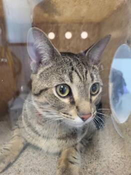 Domestic Short Hair Cats Available for Adoption in Lawrenceville, Georgia - Pen 14c Moose | PetCurious