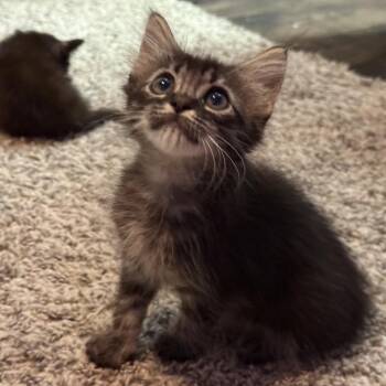 Madison -  Domestic Medium Hair Cat for Adoption in San Antonio, Texas - Madison | PetCurious
