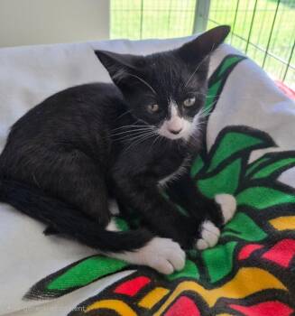 Skipper -  Domestic Short Hair Cat for Adoption in Seal Beach, California - Skipper | PetCurious