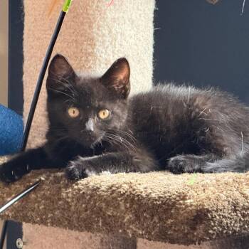 Binx -  Domestic Medium Hair Cat for Adoption in Huntsville, Alabama - Binx | PetCurious