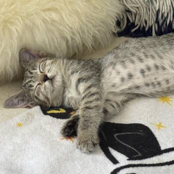 Jazz -  Tabby and Domestic Short Hair Cat for Adoption in Miami, Florida - Jazz | PetCurious