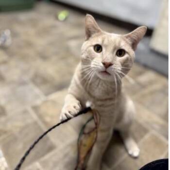Franco -at Petsmart Madison East -  Domestic Short Hair Cat for Adoption in Madison, Wisconsin - Franco -at Petsmart Madison East | PetCurious