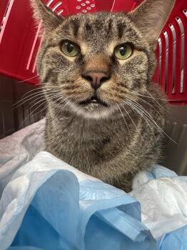 Teddy Bear -  Domestic Short Hair Cat for Adoption in Chicago, Illinois - Teddy Bear | PetCurious