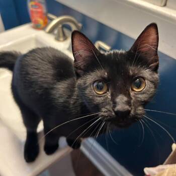 Cecilia -  Domestic Short Hair Cat for Adoption in Harrisburg, Pennsylvania - Cecilia | PetCurious