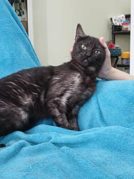 Junebug -  Domestic Short Hair Cat for Adoption in Markham, Ontario - Junebug | PetCurious