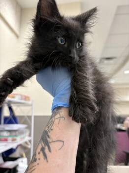Domestic Short Hair Cats Available for Adoption in Las Vegas, Nevada - TOOTHLESS | PetCurious