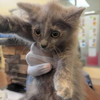 Montecito -  Domestic Long Hair Cat for Adoption in Lynchburg, Virginia - Montecito | PetCurious
