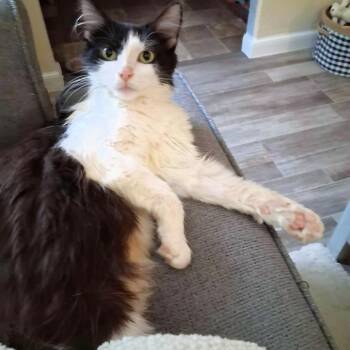 Sweet Potato -  Domestic Long Hair Cat for Adoption in Michigan City, Indiana - Sweet Potato | PetCurious