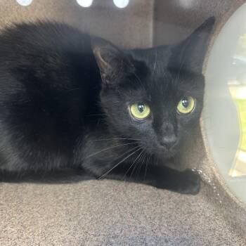 WASABI -  Domestic Short Hair Cat for Adoption in Greensboro, North Carolina - WASABI | PetCurious