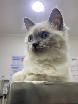 Ellie - A Sweet, Playful Kitten Looking for Love -  Ragdoll Cat for Adoption in Toronto, Ontario - Ellie - A Sweet, Playful Kitten Looking For Love | PetCurious