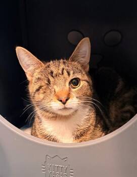 Domestic Short Hair Cats Available for Adoption - WILLIAM | PetCurious