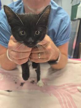Chantilly Lace -  Domestic Short Hair Cat for Adoption in Detroit, Michigan - Chantilly Lace | PetCurious