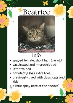 Domestic Short Hair Cats Available for Adoption in Greensburg, Indiana - Beatrice | PetCurious