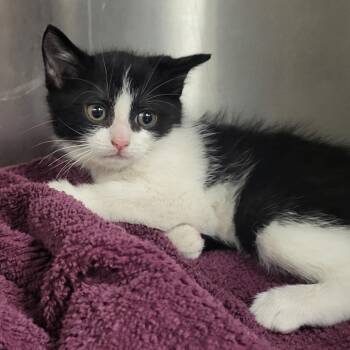 Domestic Short Hair Cats Available for Adoption - A2258067 | PetCurious