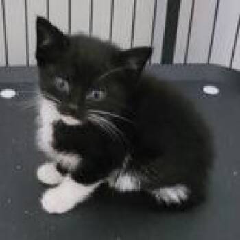 Lucia Kitt 3 -  Domestic Short Hair Cat for Adoption in Portsmouth, Ohio - Lucia Kitt 3 | PetCurious