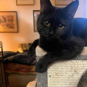 Bombay Cats Available for Adoption in Oakwood, Georgia - Sirius Black | PetCurious