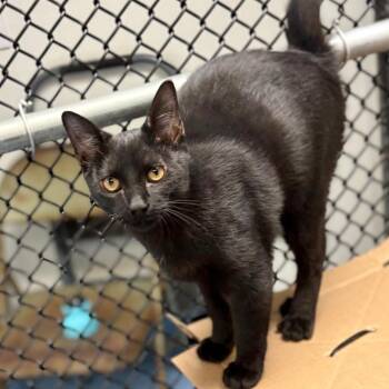 Jet -  Domestic Short Hair Cat Available for Adoption in Wantagh, New York - Jet | PetCurious