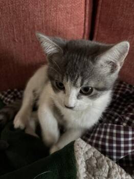 Domestic Short Hair Cats Available for Adoption in Dallas, Texas - Lemon Pepper | PetCurious