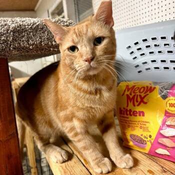 Morris -  Domestic Short Hair Cat for Adoption in Raleigh, North Carolina - Morris | PetCurious