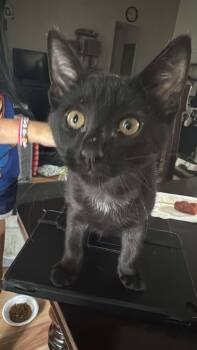 Blackie -  Domestic Short Hair Cat for Adoption in Lawrenceville, Georgia - Blackie | PetCurious