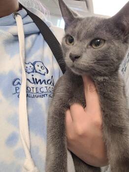 Domestic Short Hair Cats Available for Adoption in New Kensington, Pennsylvania - Mabel | PetCurious