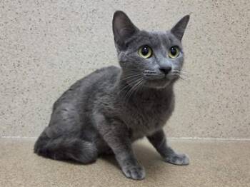 SCARLETT -  Domestic Short Hair Cat for Adoption in Sacramento, California - SCARLETT | PetCurious
