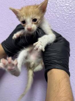 61565263 -  Domestic Short Hair Cat for Adoption in El Paso, Texas - 61565263 | PetCurious