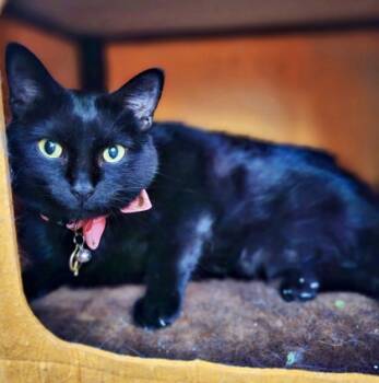 Rescue Domestic Short Hair Cats for Adoption in Fort Worth, Texas - Avril | PetCurious