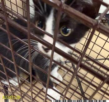 BRAIN -  Domestic Short Hair Cat for Adoption in West Palm Beach, Florida - BRAIN | PetCurious