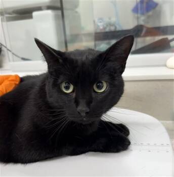 BENDY -  Domestic Short Hair Cat for Adoption in Baytown, Texas - BENDY | PetCurious