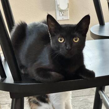 Rescue Domestic Short Hair Cats for Adoption in Visalia, California - Prue | PetCurious