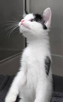Domestic Short Hair Cats Available for Adoption in Cuyahoga Falls, Ohio - Kitten Dizzy | PetCurious