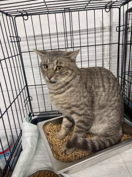 Sabo -  Domestic Short Hair Cat for Adoption in Brownwood, Texas - Sabo | PetCurious