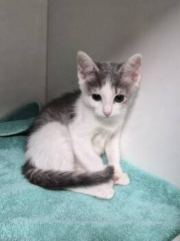 Zoomie -  Domestic Short Hair Cat for Adoption in Savannah, Georgia - Zoomie | PetCurious