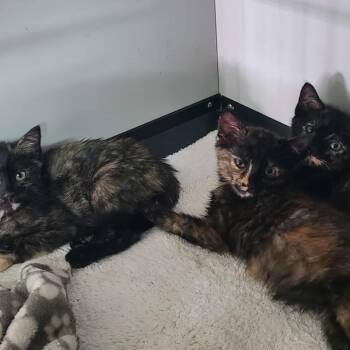 Rescue Domestic Short Hair Cats for Adoption in Hemet, California - Jasmine | PetCurious