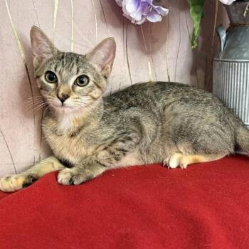 Harlie -  Domestic Short Hair Cat for Adoption in Long Beach, Mississippi - Harlie | PetCurious
