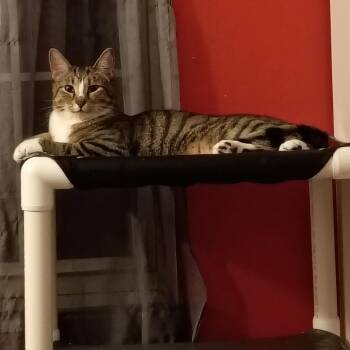 Destin -  Domestic Short Hair Cat for Adoption in St. Louis, Missouri - Destin | PetCurious