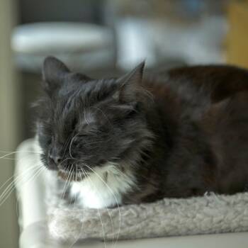 Puffin -  Domestic Medium Hair Cat for Adoption in Chapel Hill, North Carolina - Puffin | PetCurious